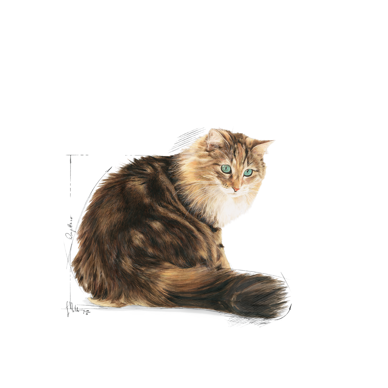 Royal Canin Ageing 12+ Cat Gravy