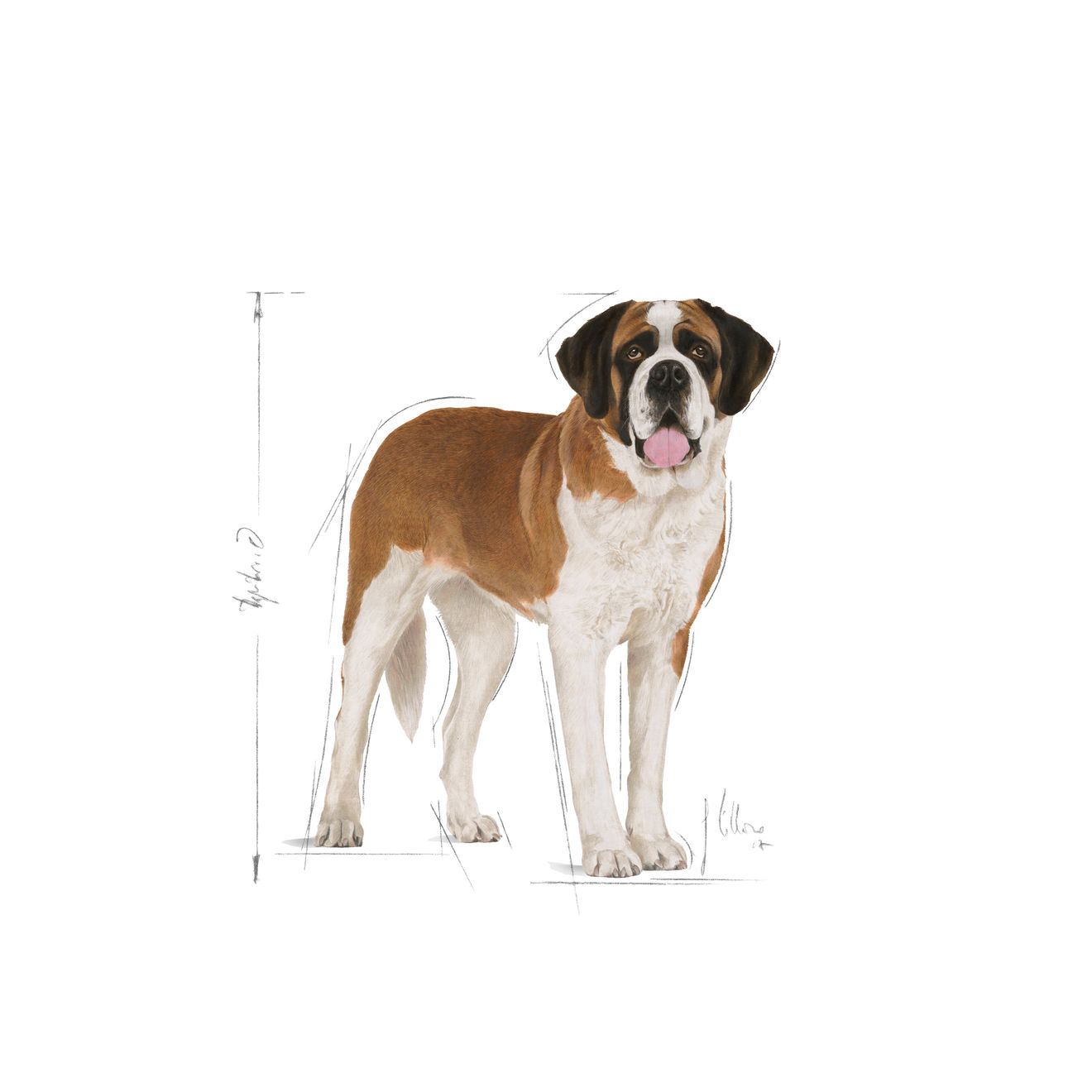 Royal Canin Giant Junior