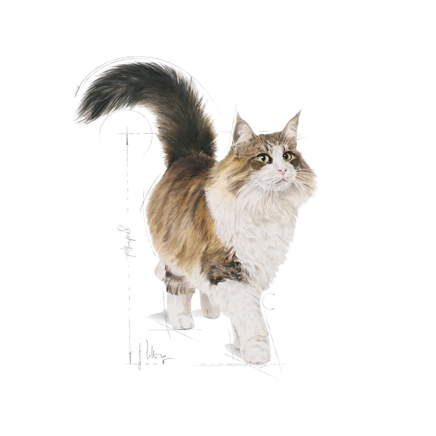 Royal Canin Instinctive Gravy