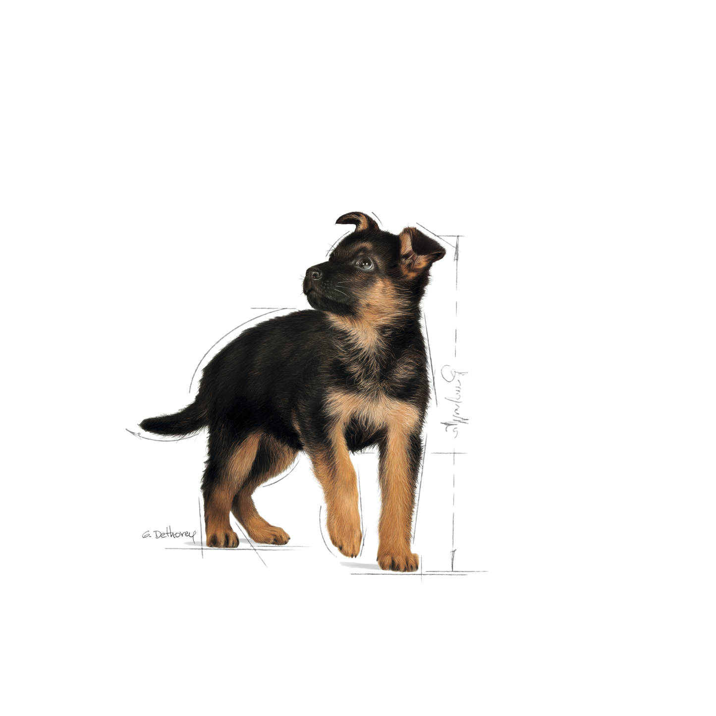 Royal Canin Maxi Puppy